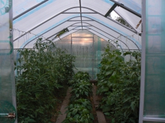 Теплица ”PROFI”